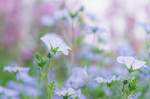 とろけるようなネモフィラとカラフルな背景 自然,ナチュラル,癒されるの写真素材