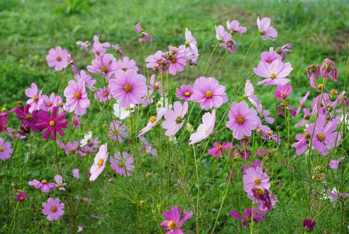 コスモス コスモス,秋,花の写真素材