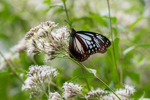 旅する蝶　アサギマダラ アサギマダラ,蝶,綺麗の写真素材