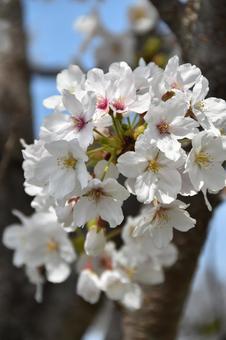 Photo, ciliegio, ciliegio di yoshino, vista sul fiore, 