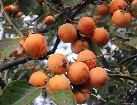 里ふりて　柿の木もたぬ　家はなしの写真