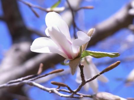 ４月、自然公園の園内に咲き始めたコブシ コブシ,木,花の写真素材