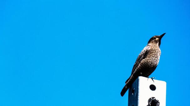 鳥 鳥の写真