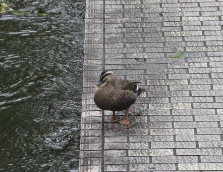 川辺で佇むカモ 川辺で佇むカモの写真