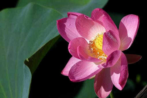 神聖な花 神聖な花 ハス,花,ハス科の植物の写真素材