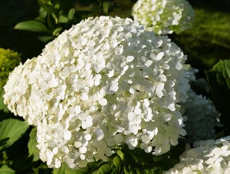Hydrangeas at Gongendo, JPG