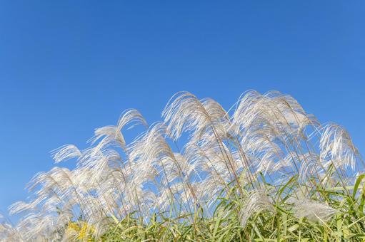 ススキと青空。秋の自然風景 ススキと青空。秋の自然風景の写真