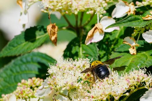 Photo, early summer, bear, honeybee family, 