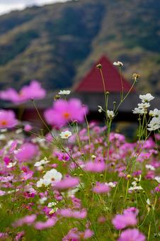 北房コスモス広場 北房コスモス広場,コスモス,ピンクの写真素材