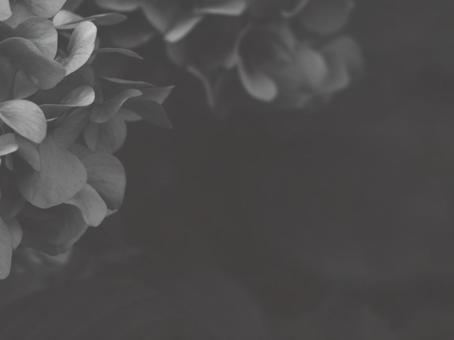紫陽花 [白黒/淡]版 縦横4:3 白黒,モノクロ,グレースケールの写真素材