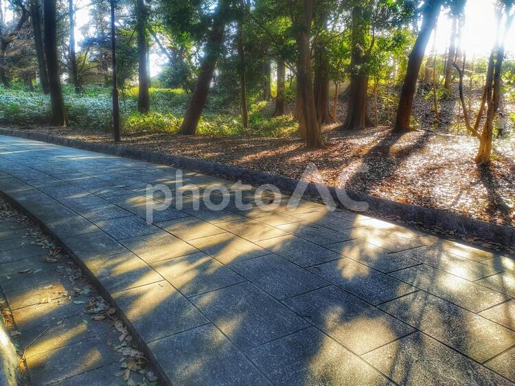 木漏れ日差し込む遊歩道　フリー素材無料素材イメージ 木漏れ日,緑,自然の写真素材