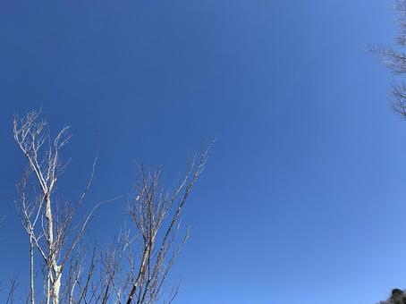 木と青空 木と青空の写真