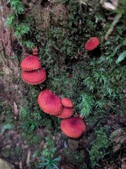 真っ赤なキノコ きのこ,山,木の幹の写真素材