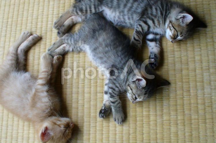 子猫の寝姿 子猫,かわいい,子猫寝姿の写真素材