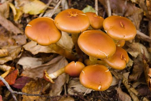 Photo, mushroom, mushroom hunting, natural, 