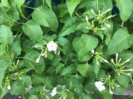夏の白い花 夏の白い花 白い花,自然,木の写真素材