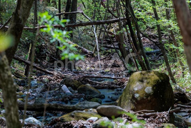 森の小川と巨石 森,小川,巨石の写真素材