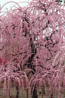 Photo, ume, spring, flower, 