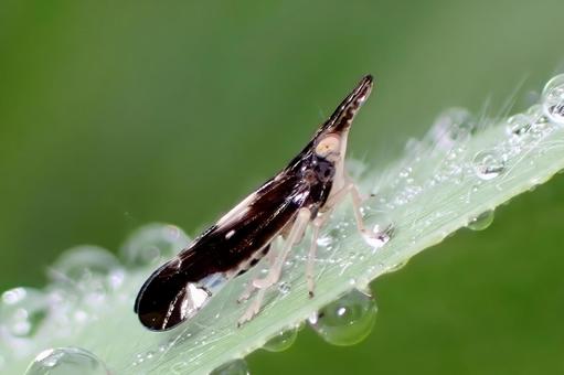 黒いテラウチウンカ 黒いテラウチウンカ テラウチウンカ,ウンカ,昆虫の写真素材