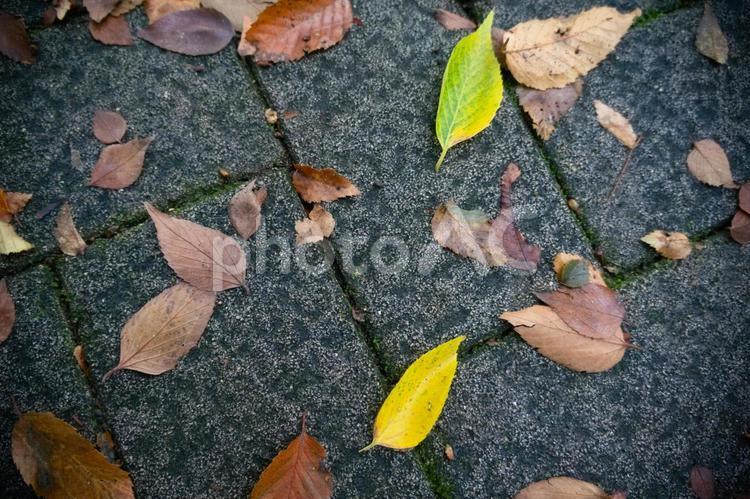 落ち葉　タイル　地面 土,冬,落ち葉の写真素材