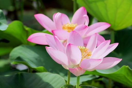 蓮の花 蓮の花の写真