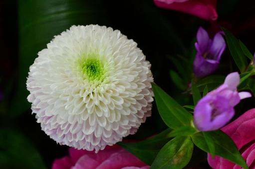 白いピンポンマム ピンポンマム,リンドウ,白の写真素材