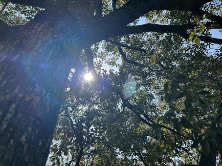 Sunlight filtering through the trees, landscape, wood, natural, JPG