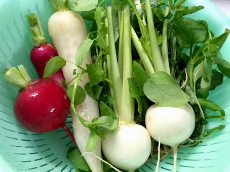 春の七草 春の七草,七草粥,食材の写真素材