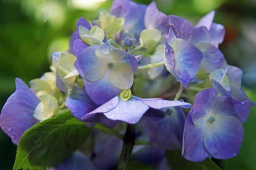 Purple hydrangea, JPG