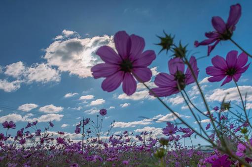 Autumn sky and cosmos, spare, cosmos, autumn cherry blossoms, JPG