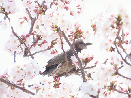 ヒヨドリと桜 ヒヨドリと桜の写真