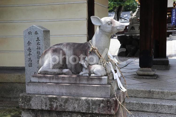 立木神社　御神鹿 立木神社,御神鹿,たちきじんじゃの写真素材