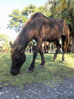開聞山麓自然公園で放牧中のトカラ馬 開聞山麓自然公園で放牧中のトカラ馬 トカラ馬,放牧,開聞山麓自然公園の写真素材