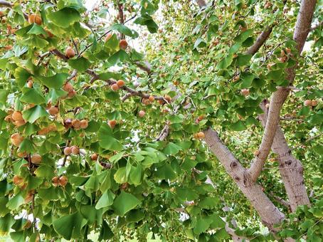 光を浴びる鈴なりの銀杏 光を浴びる鈴なりの銀杏 銀杏の実,鈴なり,光の写真素材