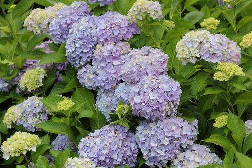 Hydrangea 93, JPG Hydrangea 93, JPG