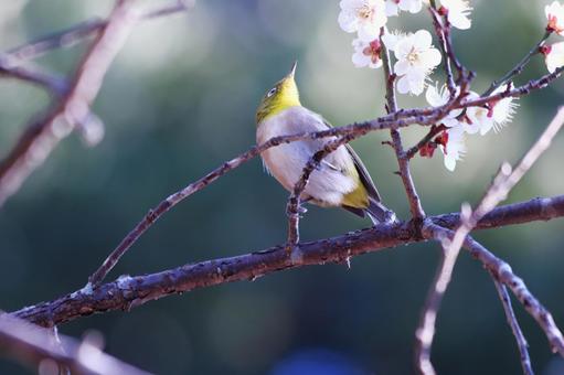 梅の枝にとまる可愛いメジロの写真