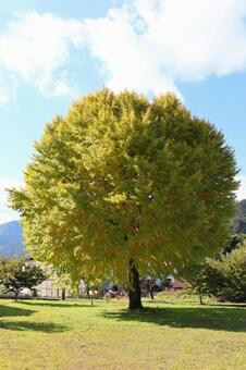 まんまるなイチョウの木 イチョウ,秋,晴れの写真素材
