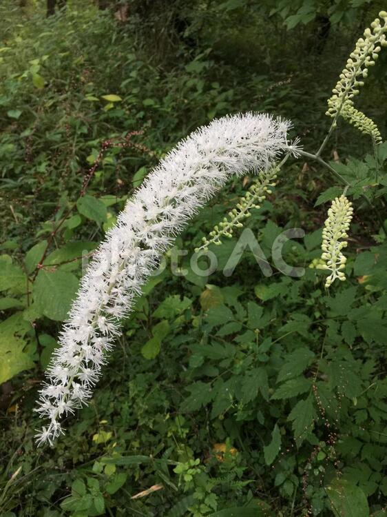 猫のしっぽみたいな植物 花,しっぽ,白の写真素材
