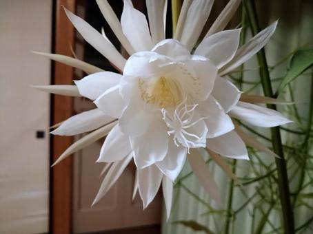 月下美人 月下美人 月下美人,花,綺麗の写真素材