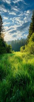 An impressive natural landscape with grass spreading in the foreground, grassland, green, woods, JPG