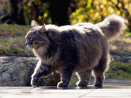 公園を歩く野良猫 公園を歩く野良猫の写真