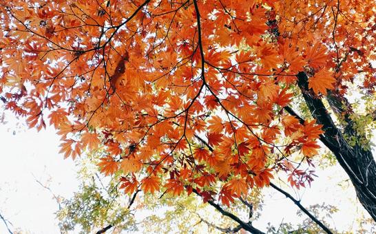 Photo, maple, red, autumn, 