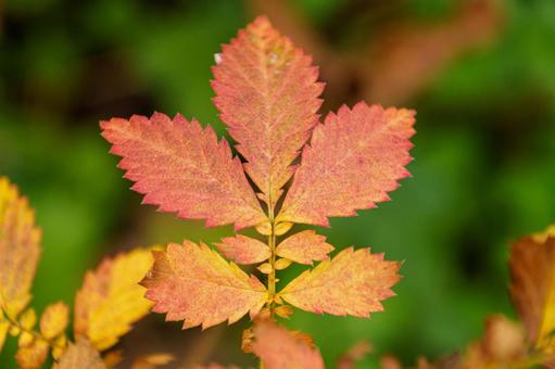 紅葉したナナカマドの葉 秋,紅葉,葉の写真素材