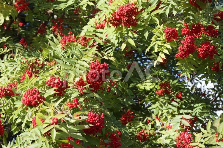 ナナカマドがたくさん ナナカマド,枝,秋の写真素材