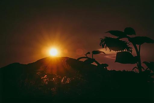 <風景>枯れ始めた秋のヒマワリ畑の景色 <風景>枯れ始めた秋のヒマワリ畑の景色の写真