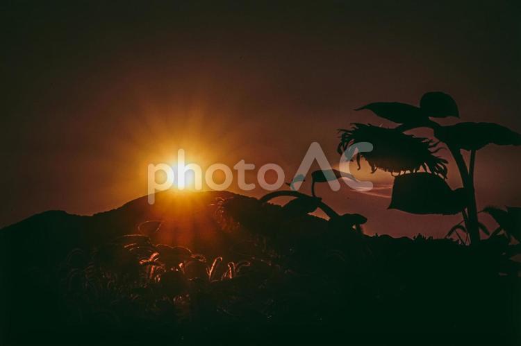 ＜風景＞枯れ始めた秋のヒマワリ畑の景色 ひまわり,夏,秋の写真素材
