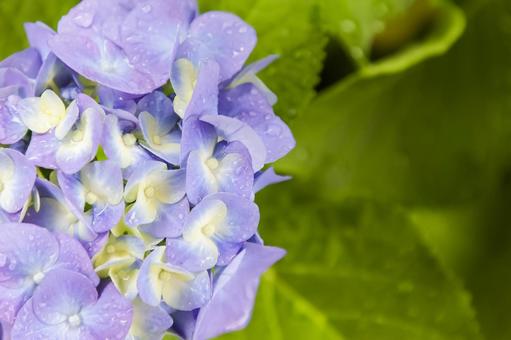 Hydrangea, JPG Hydrangea, JPG