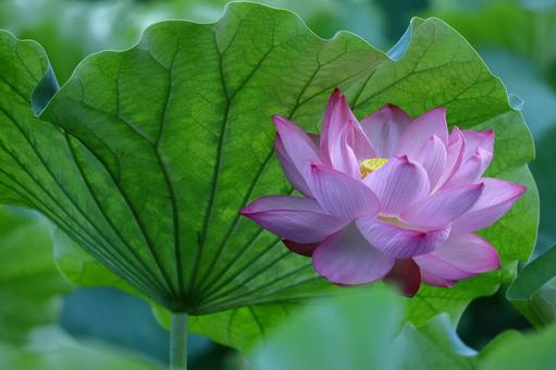 神聖な花 ハス,花,ハス科の植物の写真素材