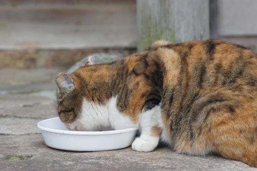 ねこ ねこの写真