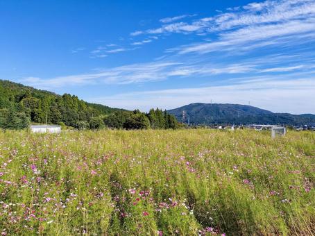 関ヶ原のコスモスの花畑 コスモス畑,秋桜,花畑の写真素材
